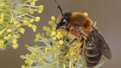 Ein Weibchen der Frühlings-Seidenbiene (Colletes cunicularius) im Blütenstand einer Weide. (Foto: Ulrich Maier/dpa)