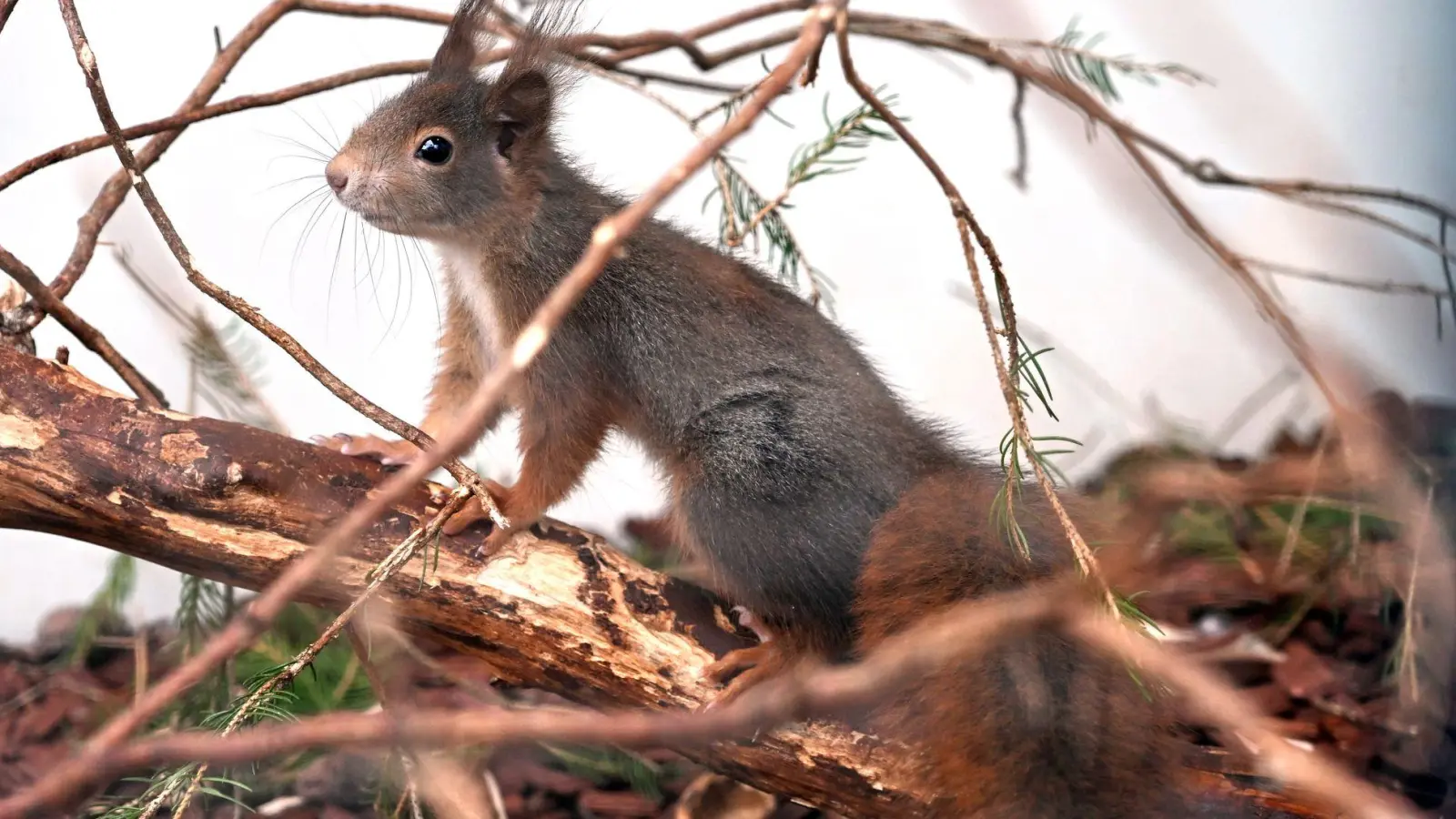 Normalerweise überqueren Eichhörnchen Straßen, indem sie von Baum zu Baum springen. (Symbolbild) (Foto: Pia Bayer/dpa)