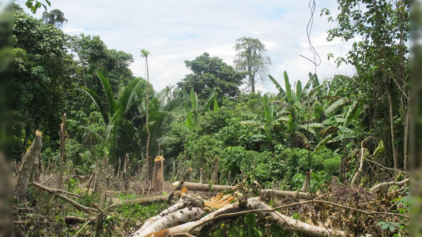 Der Zyklon „Maila“ hat Teile von Papua-Neuguinea mit voller Wucht getroffen. (Symbolbild) (Foto: Christiane Oelrich/dpa)