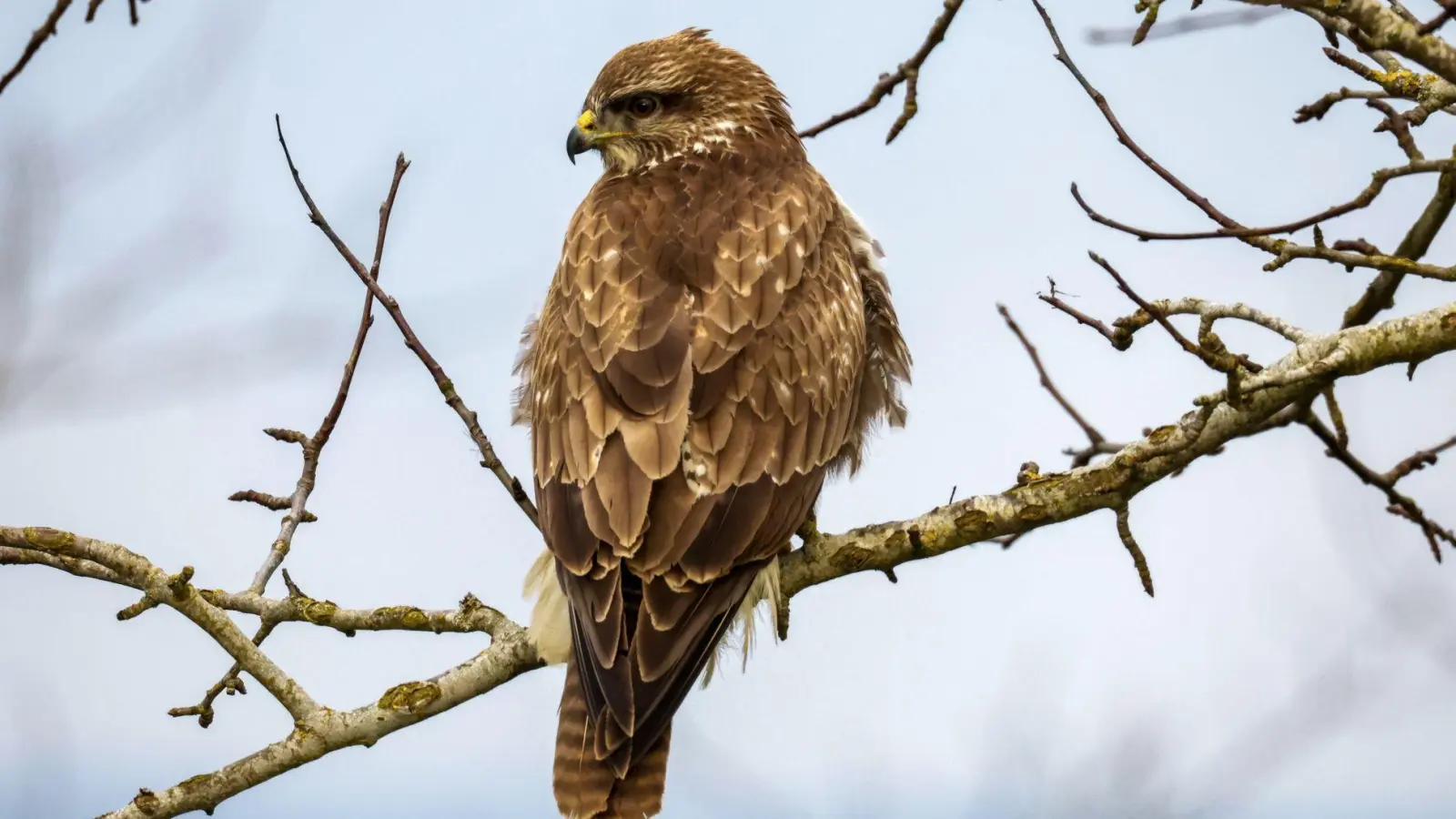 In Niederbayern sind möglicherweise vier Mäusebussarde gewildert worden. Die Kadaver wurden laut Polizei in einem Wald im Landkreis Rottal-Inn entdeckt. (Illustration) (Foto: Thomas Warnack/dpa)