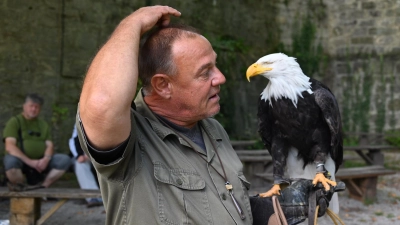 Burkhard Hellmann mit dem einäugigen Weißkopfseeadler Louie bei einer Flugvorführung: Für die Betreiberfamilie endet das Kapitel Schillingsfürst.  (Foto: Wolfgang Grebenhof)