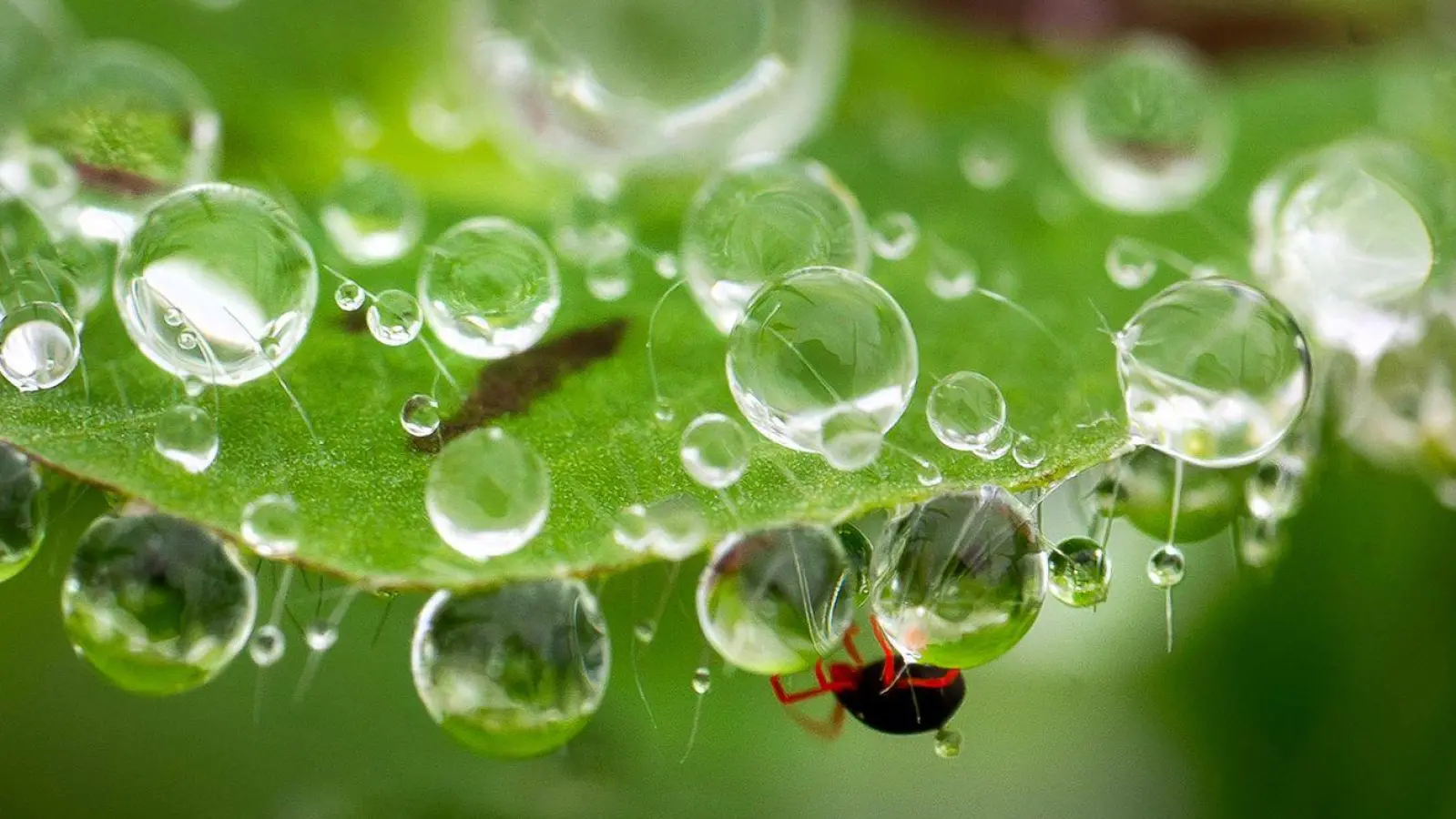 Eine Milbe (unten) klettert zwischen Regentropfen an einem Kleeblatt an einem Hang im ländlichen Südwesten Oregons. (Foto: Robin Loznak/ZUMA Press Wire/dpa)