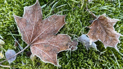Achtung, es könnte frieren: der Deutsche Wetterdienst warnt in diesem Herbst erstmals vor Nachtfrost. (Foto: Britta Pedersen/dpa)