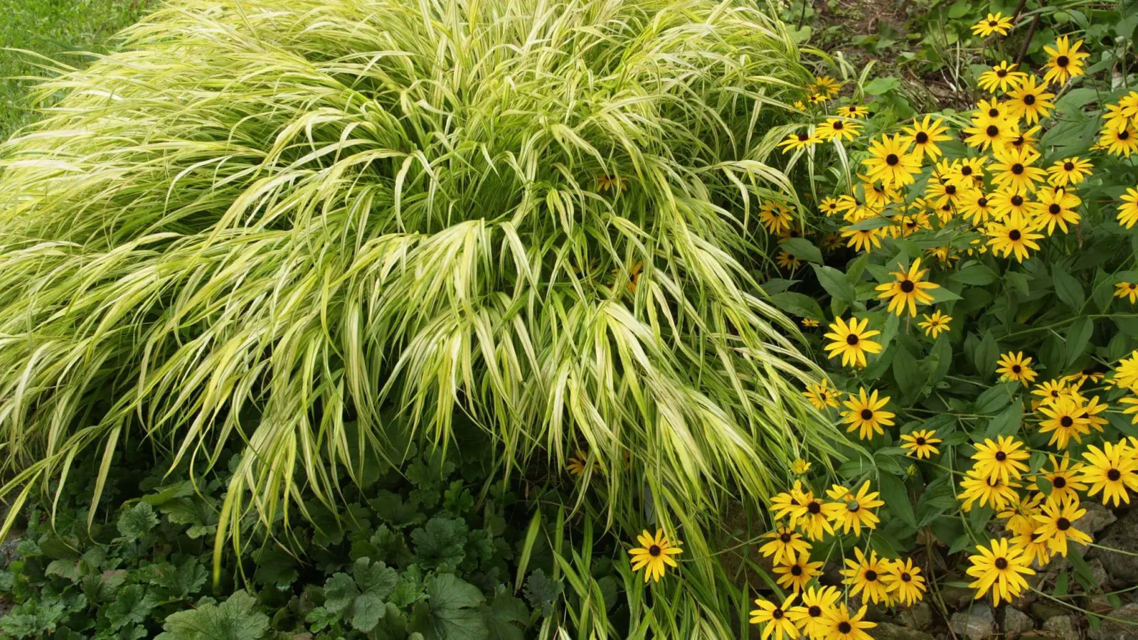 Japanisches Berggras (im Bild: Hakonechloa macra „Aureola“) wird am besten von April bis Juni angepflanzt. Besonders gut gedeiht die Staude im Halbschatten. (Foto: LWG Veitshöchheim/dpa-tmn)