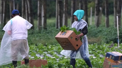 Arbeitskräfte vor allem aus Mittel- und Südamerika spielen eine wichtige Rolle in der Landwirtschaft der USA, im Bauwesen und im Gastgewerbe. (Foto: Lynne Sladky/AP/dpa)