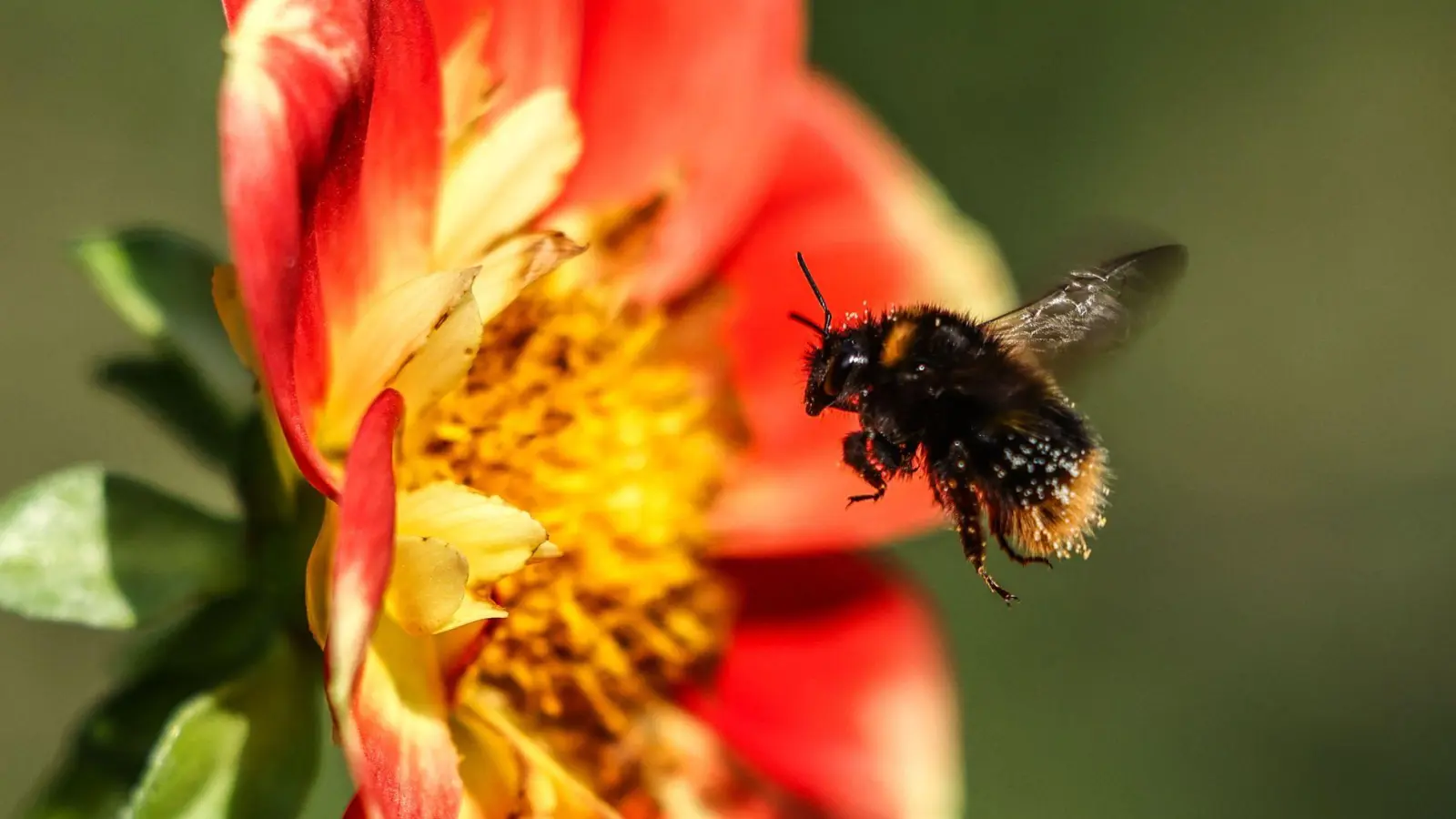 Hummeln sind wichtige Bestäuber und tragen damit zur biologischen Vielfalt bei. (Symbolbild) (Foto: Oliver Berg/dpa)