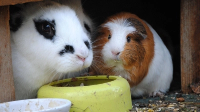 Unter einem Dach: Ist das bei Kaninchen und Meerschweinchen eine gute Idee? (Foto: Jennifer Jahns/dpa-tmn)