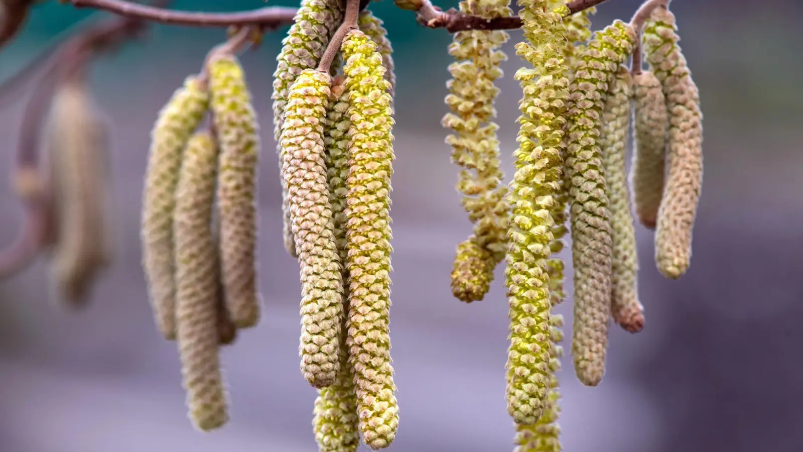 Ein milder Winter hat vielerorts für eine frühe Haselnussblüte gesorgt. Wer einen Haselnussstrauch im Garten hat und ihn noch nicht beschnitten hat, sollte das im Februar tun. (Foto: Sven Hoppe/dpa/dpa-tmn)