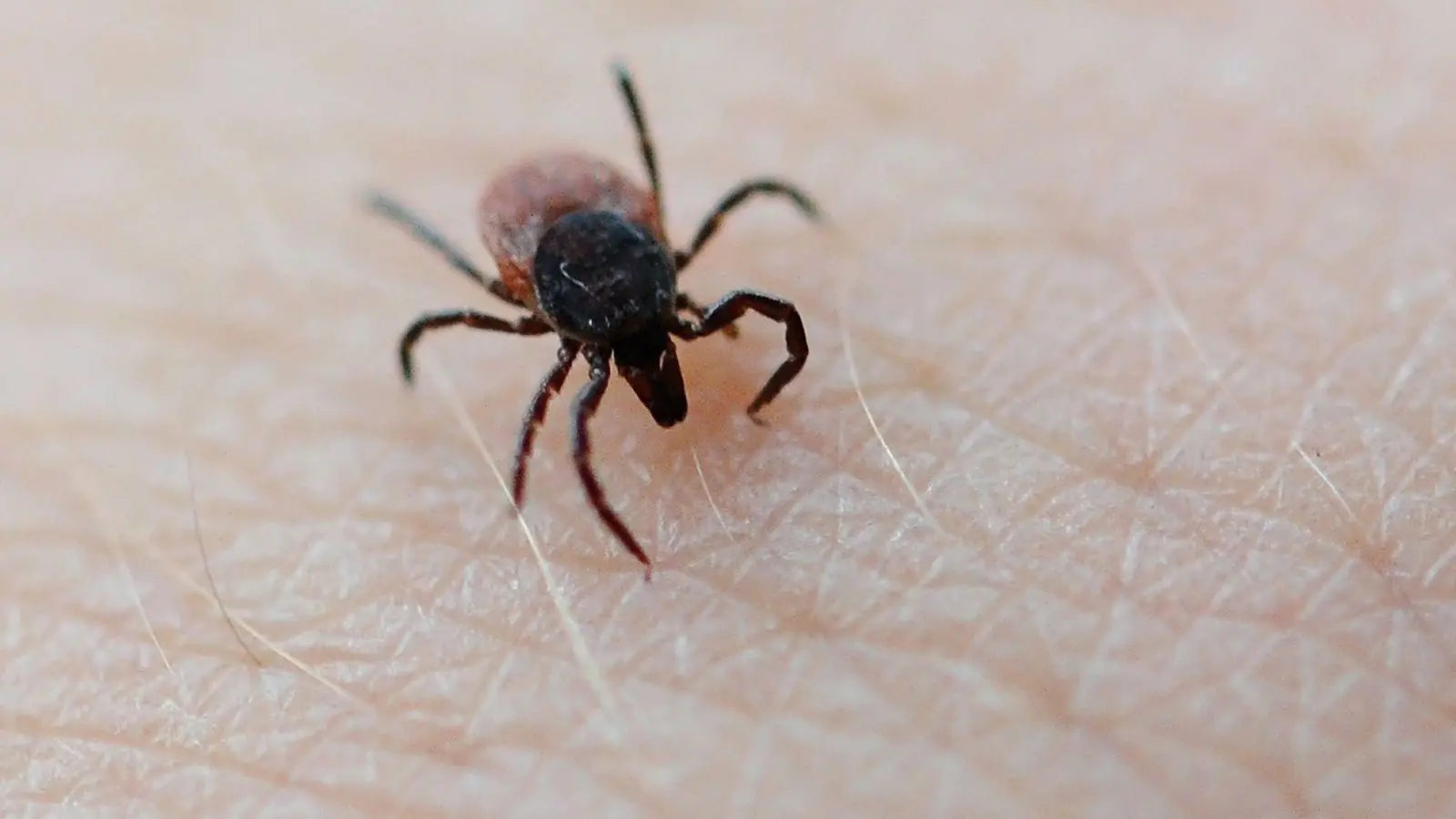 Schon im Frühjahr sind Zecken unterwegs und können Krankheiten wie Borreliose und FSME übertragen. (Foto: Daniel Reinhardt/dpa/dpa-tmn)