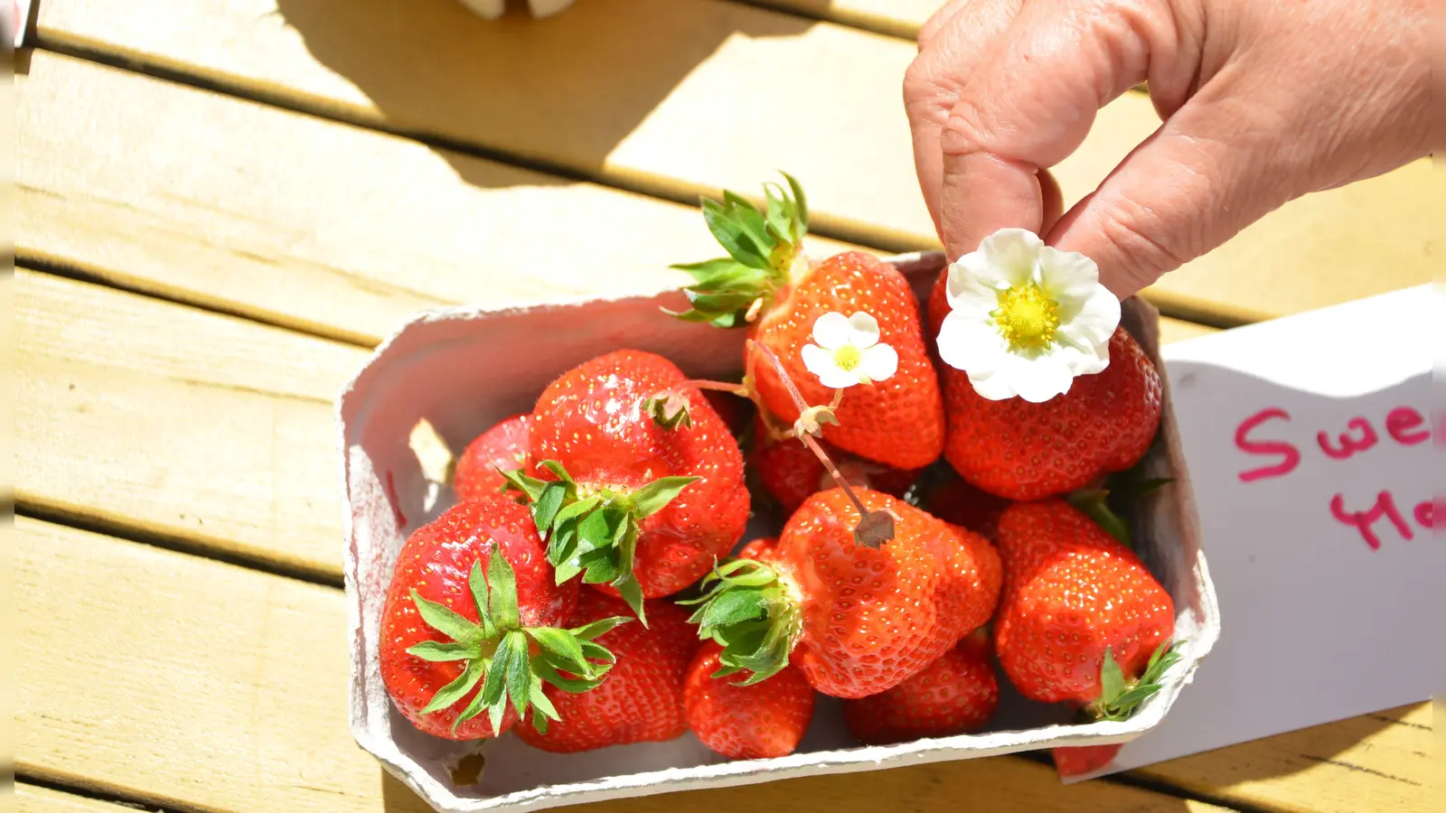 Die Sweet Mary XXL ist beim Anbau bei weitem nicht so zickig wie Mieze Schindler. (Foto: Christa Frühwald)