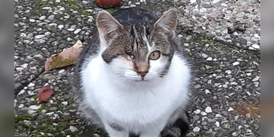 Katzen aus unkontrollierter Vermehrung sind häufig krank und verwahrlost. Ihre Behandlung kostet die Tierschutzeinrichtungen viel Geld und Zeit.  (Foto: Tierschutzverein Feuchtwangen)