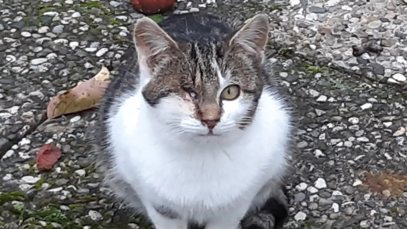 Katzen aus unkontrollierter Vermehrung sind häufig krank und verwahrlost. Ihre Behandlung kostet die Tierschutzeinrichtungen viel Geld und Zeit.  (Foto: Tierschutzverein Feuchtwangen)