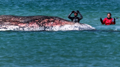 Der Buckelwal vor der dänischen Insel Anholt soll auf das Festland gezogen werden - aber erst nach Pfingsten. (Archivbild) (Foto: Marcus Golejewski/dpa)