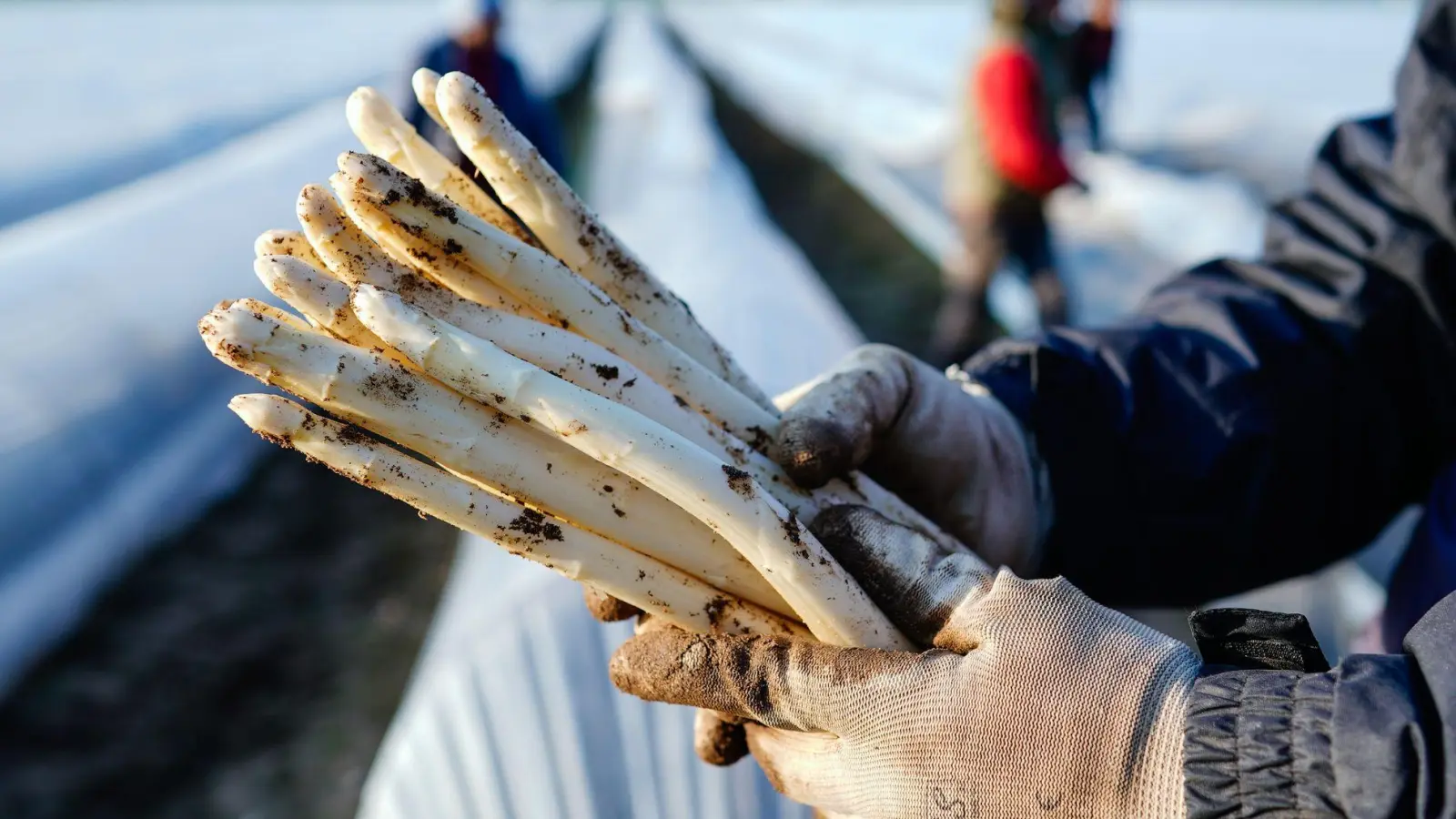 Die Spargelanbauer sind zufrieden mit der Saison, sagt der Verband Süddeutscher Spargel- und Erdbeeranbauer. (Archivbild) (Foto: Uwe Anspach/dpa)