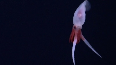 Erstmals gelangen Aufnahmen von einem lebenden Promachoteuthis-Kalmar. (Foto: Schmidt Ocean Institute/dpa)