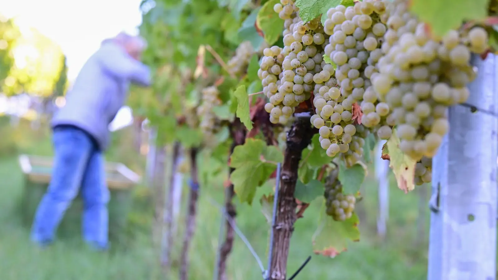 2026 zeigen sich ein weiteres Mal deutliche regionale Unterschiede bei der Entwicklung der Weinmost-Ernten. (Archivfoto) (Foto: Bernd Weißbrod/dpa)