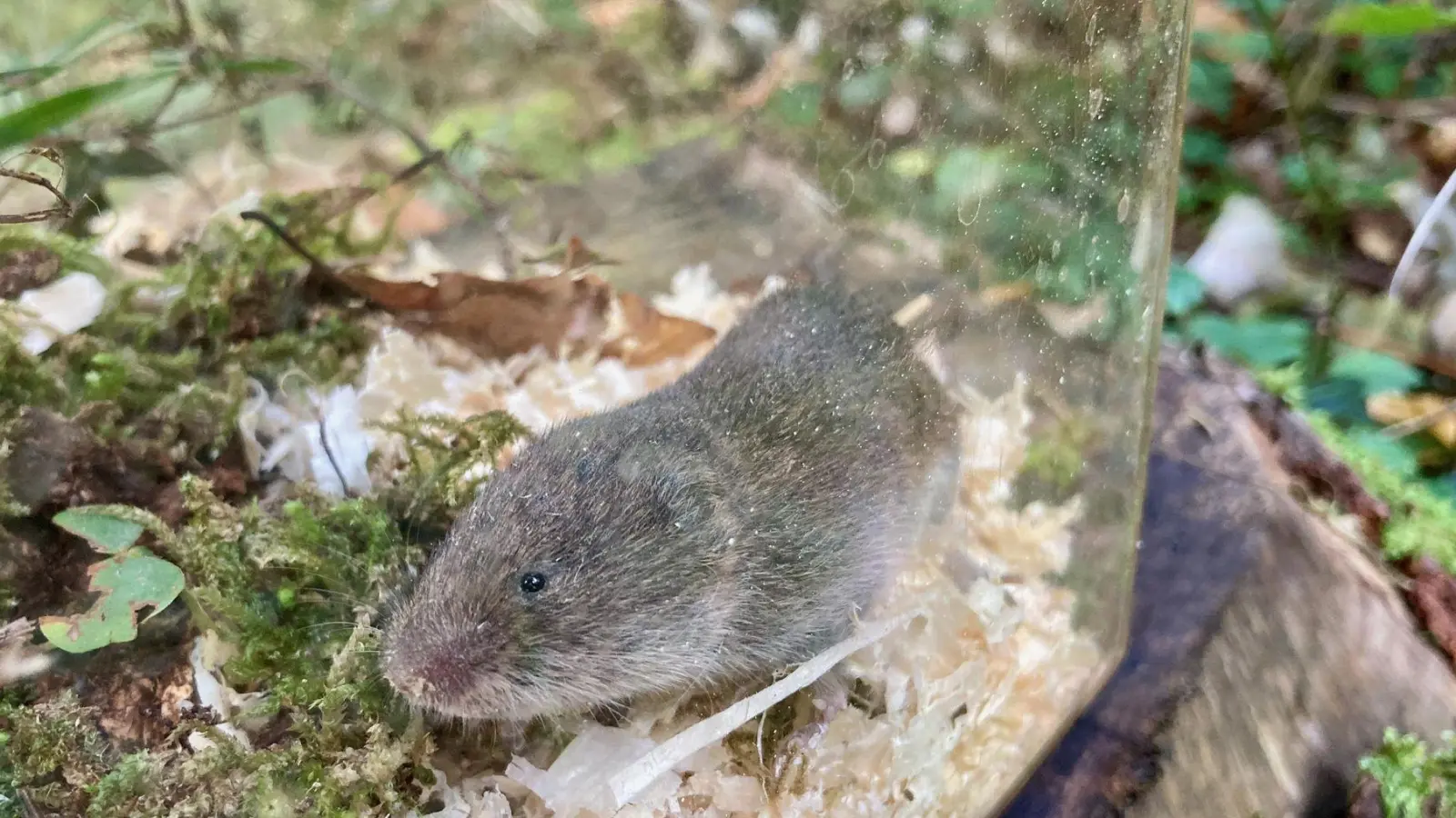 Eine Bayerische Kurzohrmaus in einer Lebendfalle. (Foto: David Stille/Bayerisches Landesamt für Umwelt/dpa)