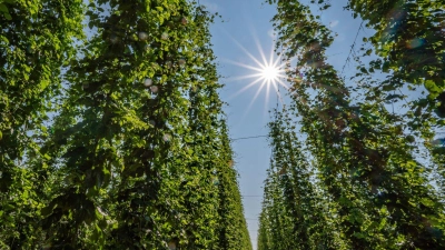 In der Hallertau liegt das größte zusammenhängende Hopfenanbaugebiet der Welt. (Symbolbild) (Foto: Armin Weigel/dpa)
