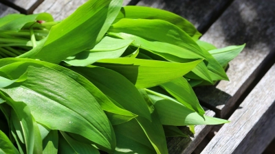 Sicher ist sicher: Wer unsicher ist, sollte auf Bärlauch aus kontrolliertem Anbau zurückgreifen, um das Risiko einer Verwechslung und damit einer Vergiftung zu vermeiden. (Foto: Karl-Josef Hildenbrand/dpa-tmn)