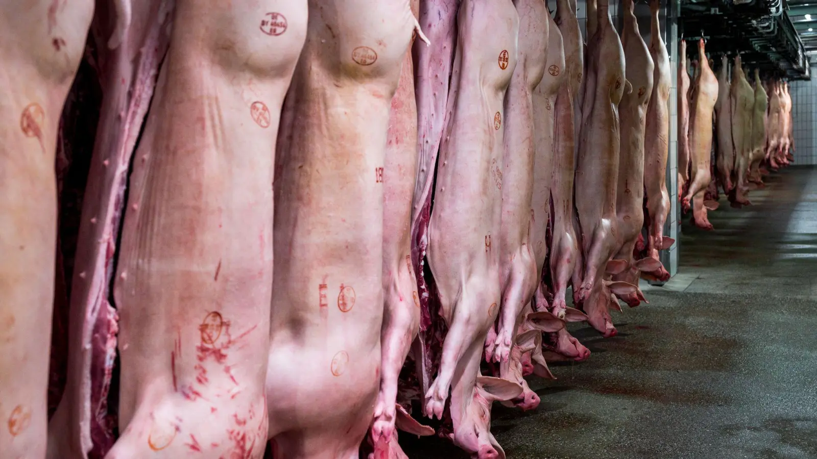 Schlachthöfe produzieren wieder mehr Schweinefleisch. (Archivbild) (Foto: Daniel Vogl/dpa)