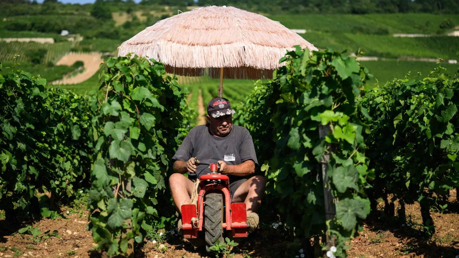 Neben Lieferdiensten und Bauarbeitern ist die Landwirtschaft besonders von Hitze betroffen. (Archivbild) (Foto: Arnaud Finistre/AFP/dpa)