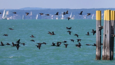 Der Kormoran zählt zu den Beutegreifern, die von Fischern besonders gefürchtet sind. (Archivbild) (Foto: Karl-Josef Hildenbrand/dpa)