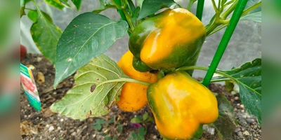 Frisches Gemüse aus dem eigenen Garten zu ernten, ist echte Lebensfreude. (Foto: Christian Treffer)