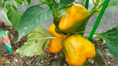 Frisches Gemüse aus dem eigenen Garten zu ernten, ist echte Lebensfreude. (Foto: Christian Treffer)