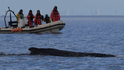 Wo der Wal aktuell genau ist, ist nicht bekannt. (Foto: Marcus Brandt/dpa)