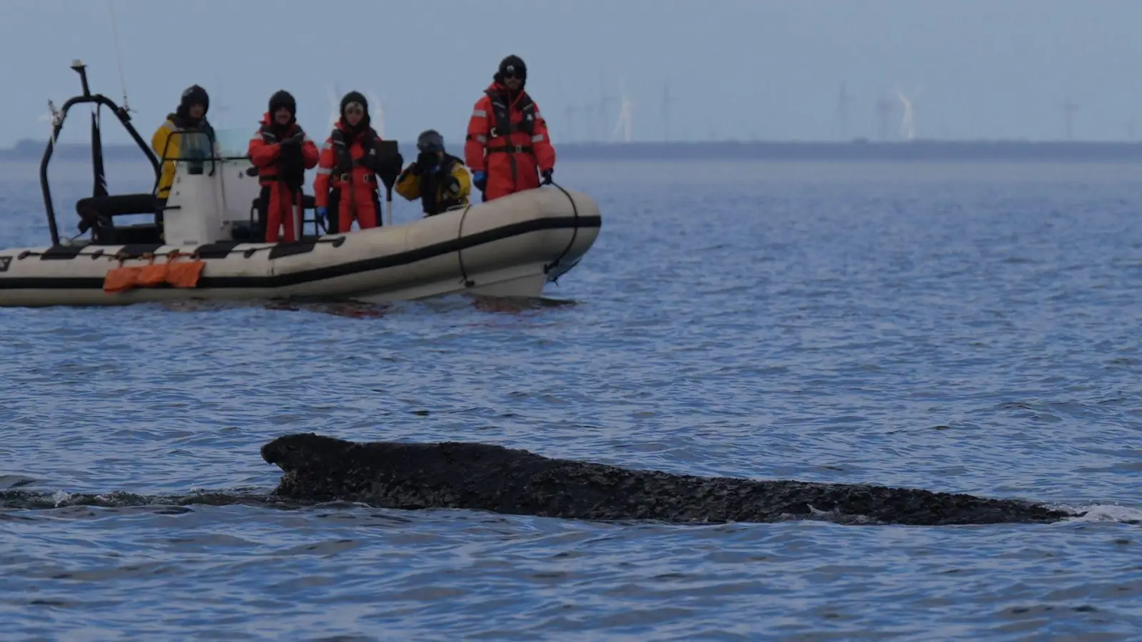 Wo der Wal aktuell genau ist, ist nicht bekannt. (Foto: Marcus Brandt/dpa)