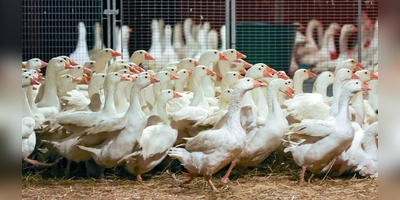 Die in einem Betrieb im Landkreis Ansbach ausgebrochene Vogelgrippe beeinflusst auch die Geflügelzüchter in der Region. (Symbolbild: Jan Woitas/dpa-Zentralbild)