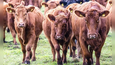 Viehdiebe schocken Landwirte in Südbrandenburg. (Symbolbild) (Foto: Frank Hammerschmidt/dpa)