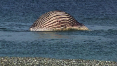 Der tote Buckelwal liegt aufgebläht vor der dänischen Insel Anholt. (Foto: -/News5/dpa)