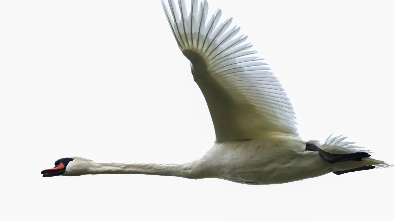 Die Polizei konnte den Schwan unverletzt in die Freiheit entlassen. (Symbolbild) (Foto: Thomas Warnack/dpa)