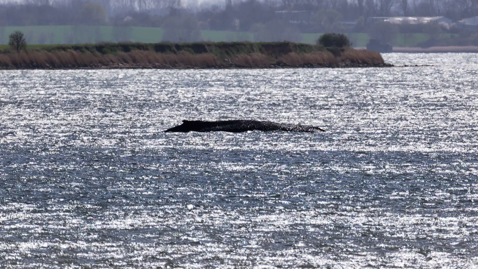 Rund um die Uhr sind Einsatzkräfte an der Küste, um den Wal zu beobachten. (Foto: Marcus Golejewski/dpa)