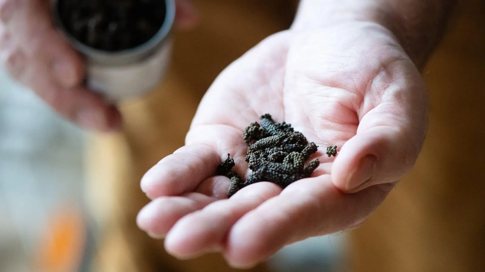 Schokoladenpfeffer zählt zu den Lang- oder Stangenpfeffern. (Foto: Franziska Gabbert/dpa-tmn)