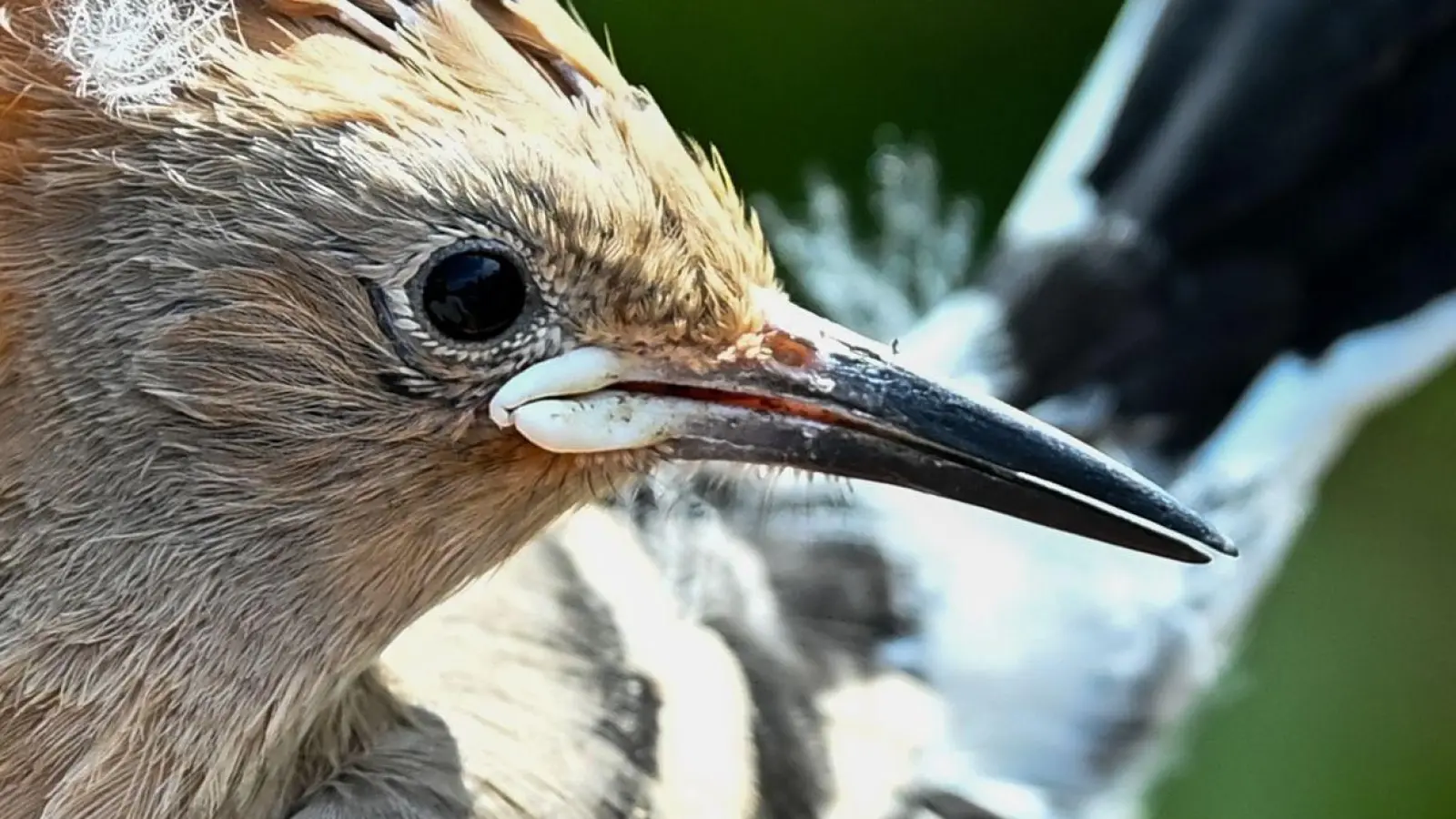 Ein Wiedehopf wird von einem Vogelberinger in Sielmanns Naturlandschaft Döberitzer Heide in der Hand gehalten, um die Küken im Nest beringen und wiegen zu können. (Foto: Jens Kalaene/dpa)