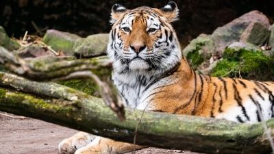 Tigerkater Manu hat im Zoo Landau ein neues Zuhause gefunden.  (Foto: Tom Burger/Tiergarten Nürnberg/dpa)