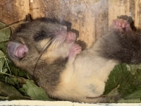 Siebenschläfer bei der Arbeit – gesehen bei Rothenburg (Foto: Jürgen List)