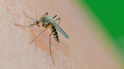 Damit es gar nicht so weit kommt, nutzen viele im Sommer gern Insektensprays. Was sie taugen, hat die Stiftung Warentest untersucht. (Foto: Patrick Pleul/dpa/dpa-tmn)