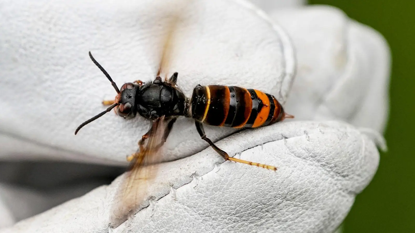 Die Asiatische Hornisse macht Imkern und der Staatsregierung zunehmend Sorgen.  (Symbolbild: Axel Heimken/dpa)