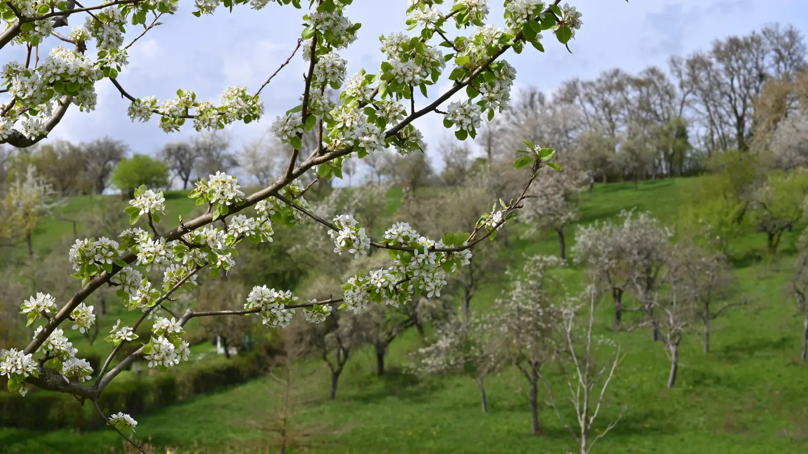 Besonders hübsch anzusehen ist die Gegend rund um Burgbernheim zur Blütezeit.  (Foto: Manfred Blendinger)