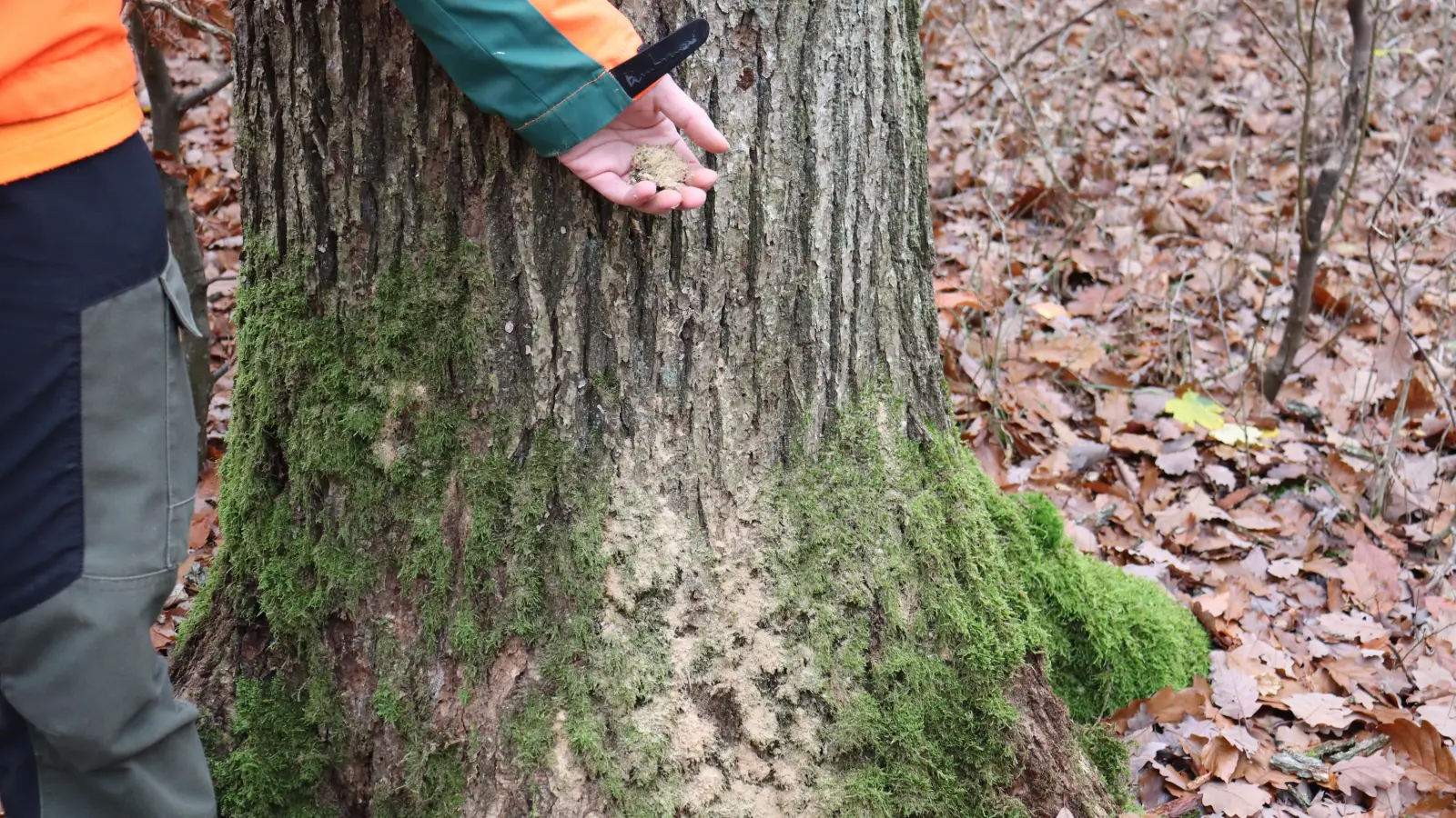 Das weiße Bohrmehl deutet auf ein Insekt hin: Eichen, die vom Kernkäfer befallen sind, werden geerntet. So soll verhindert werden, dass sich die Schädlinge weiter ausbreiten. (Foto: Antonia Müller)