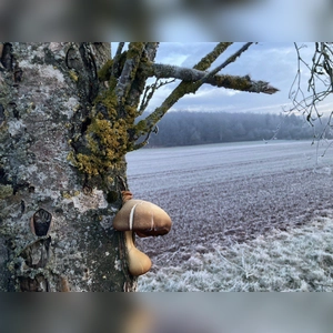 Logenplatz – bei Nordenberg (Foto: Renate Lindner)