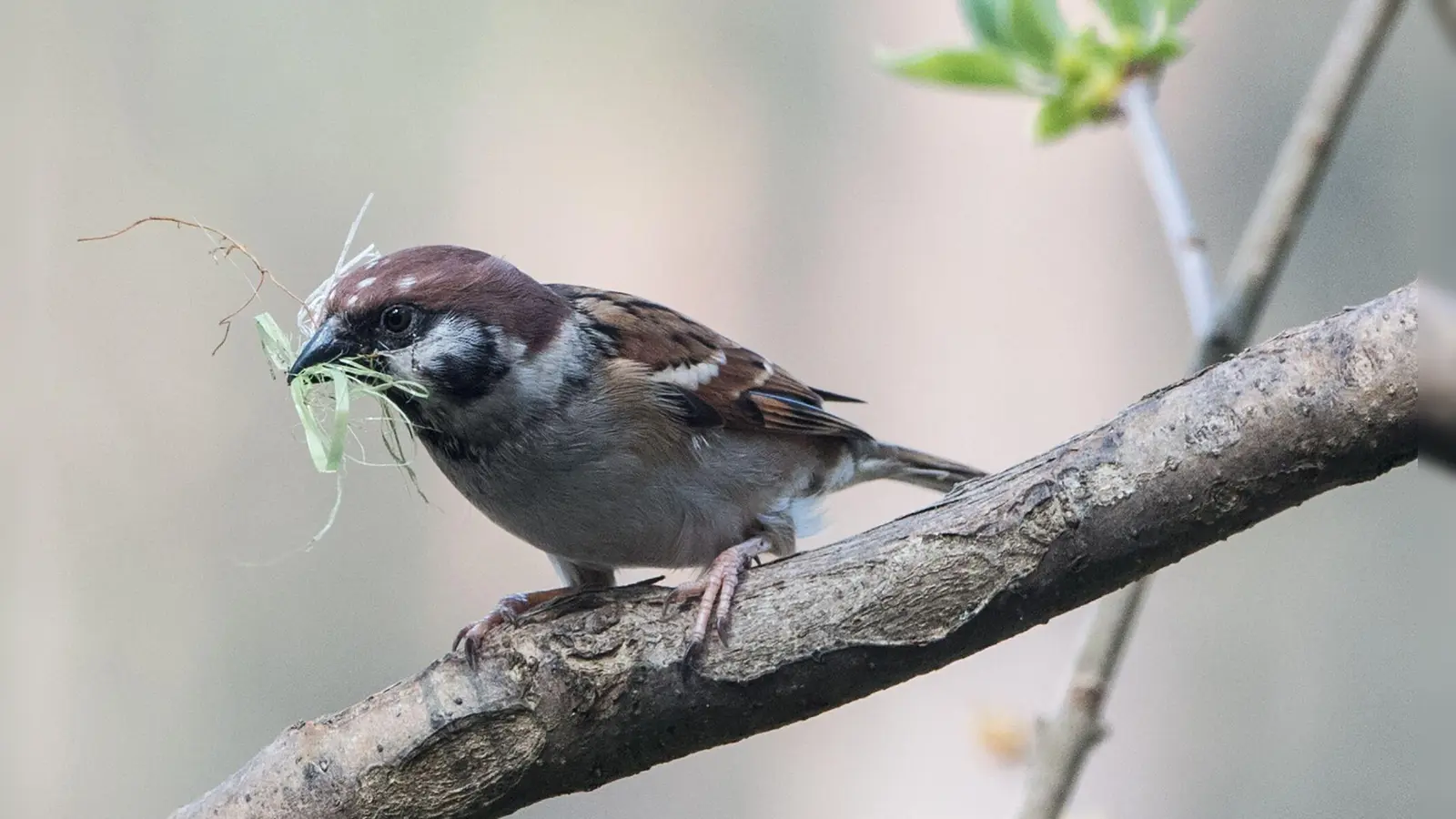 Gras, Reisig, Moos: Wer heimische Vögel beim Nestbau unterstützen möchte, sollte auf natürliche, unbehandelte Materialien setzen. (Foto: Andrea Warnecke/dpa-tmn)