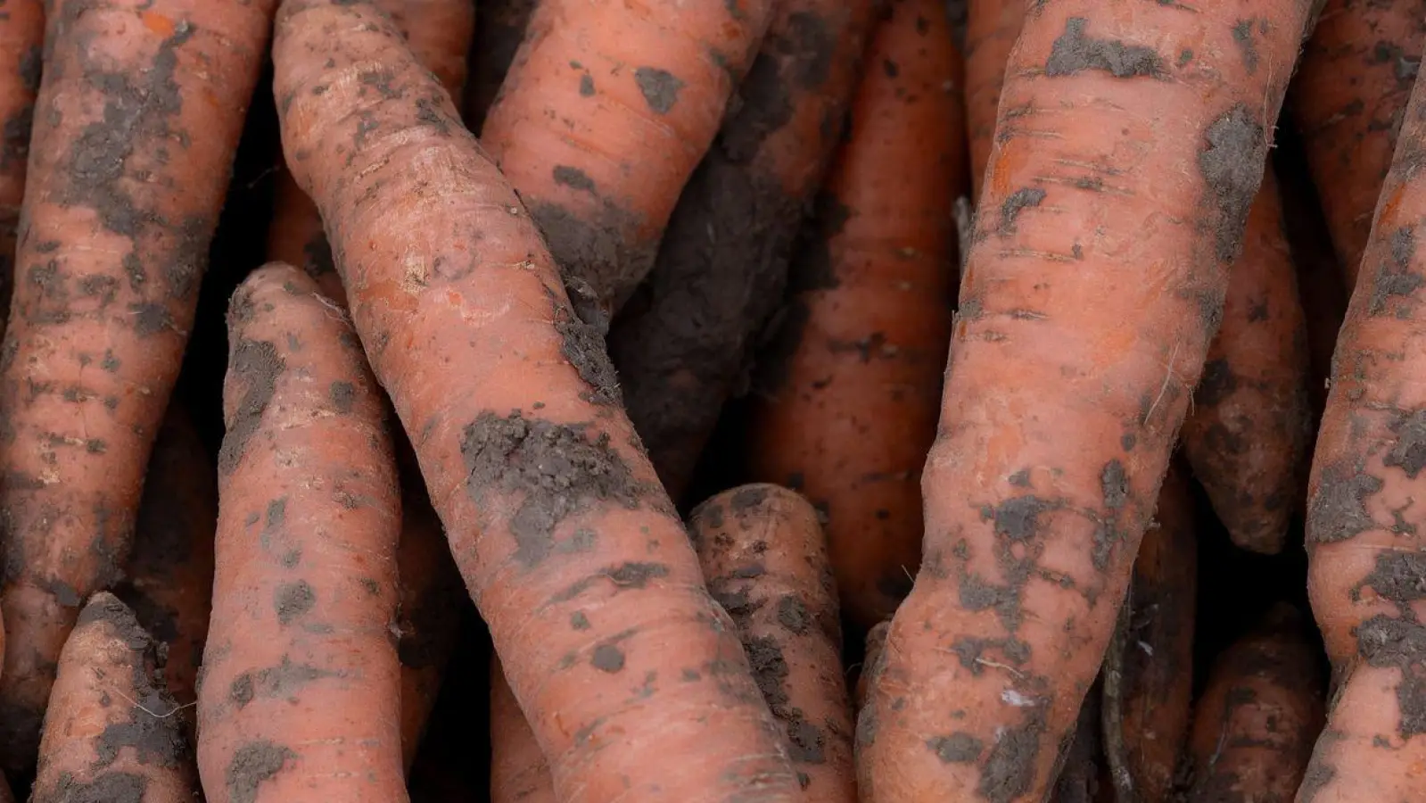 Im vergangenen Jahr wurden in Deutschland 3,9 Millionen Tonnen Gemüse geerntet. (Foto: Swen Pförtner/dpa)