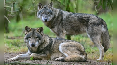 Wölfe - anfangs freuten sich viele Menschen in Deutschland über die Rückkehr der Tiere - inzwischen sind sie zu einem Politikum geworden. Mit der wachsenden Zahl von Wölfen ist auch eine wachsende Zahl an illegalen Tötungen zu verzeichnen. (Illustration)  (Foto: Patrick Pleul/dpa)