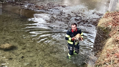 Ein Feuerwehrmann hat den Hund aus dem Wasser getragen. (Foto: --/Berufsfeuerwehr München/dpa)