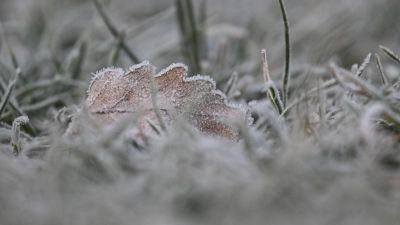 Vielerorts bleibt es schneefrei an Weihnachten - aber es kann Reif geben. (Foto: Marijan Murat/dpa)