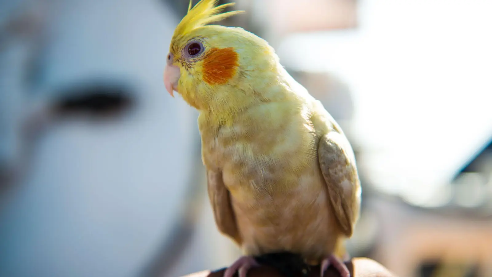 Der zutrauliche Vogel ließ sich von den Festzeltgästen mit Nüssen versorgen. (Symbolbild) (Foto: Pavel D. Vitko/Sea-Eye/dpa)